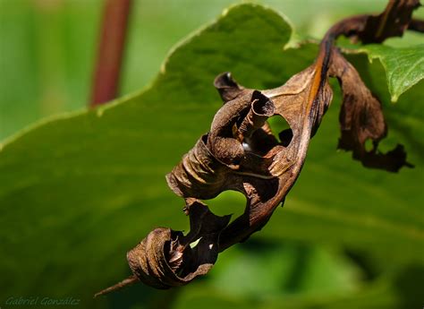 Bakgrundsbilder Natur Blad Blomma Vilda Djur Och V Xter Gr N