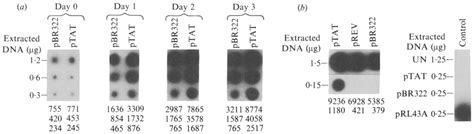 Detection Of HCMV DNA In HOS And E 155 Cells By Hybridization Analysis