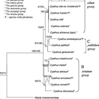 Phylogeny Of Cyathus Inferred From ITS RDNA Sequences The Maximum