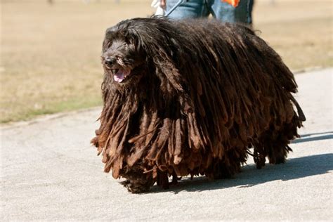 23 Rare Dog Breeds You Probably Don't Know About