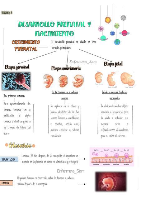 Desarrollo Prenatal Y Nacimiento Enfermera Sam Udocz