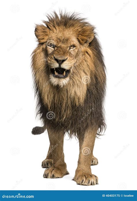 Front View Lion Roaring Standing Panthera Leo Photos - Free & Royalty-Free Stock Photos from ...