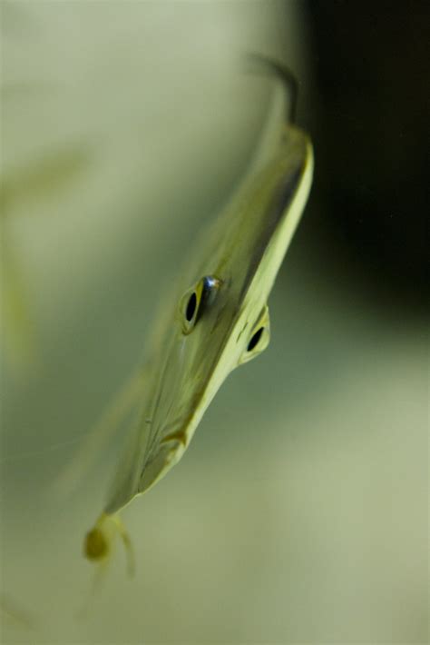 flat skinny fish front view    kids  national flickr