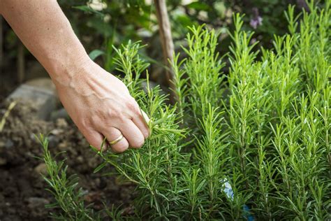 Tipps F R Frischen Rosmarin Aus Dem Eigenen Beet Plantura