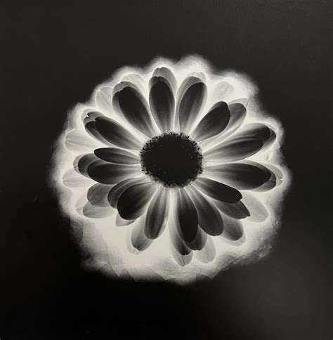 Robert Mapplethorpe Flower 1985 Auction