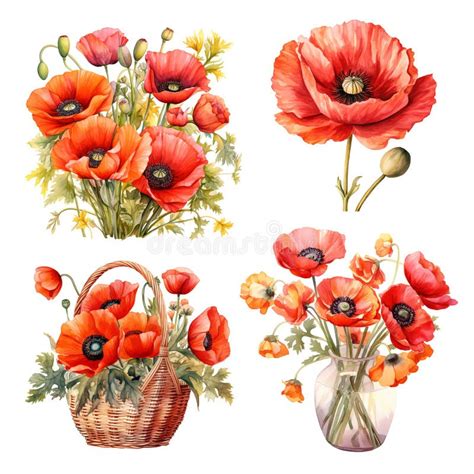 Watercolor Drawing Of Red Poppy Flowers Isolated On White Botanical