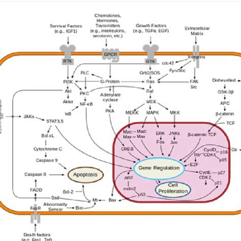 Overview Of Signal Transduction Pathways Involved In Apoptosis