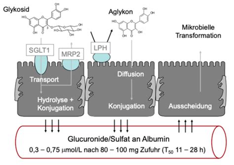 Bfk Lm Polyphenole Karteikarten Quizlet