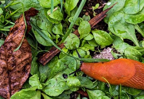 How To Get Rid Of Slugs Snails In The Garden And Stop Them Eating