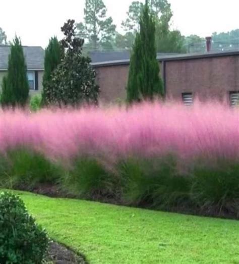 Pink Muhly Grass Seeds Perennial Muhlenbergia Capillaris Etsy