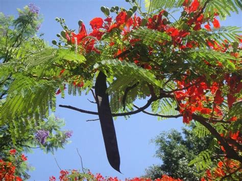 Delonix Regia Tree Of Fire Flamboyant Royal Poinciana 10 Seeds EBay