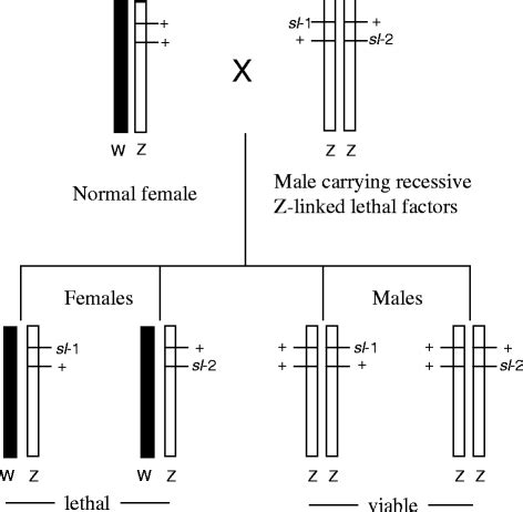 Sex Chromosome Evolution In Moths And Butterflies Chromosome Research