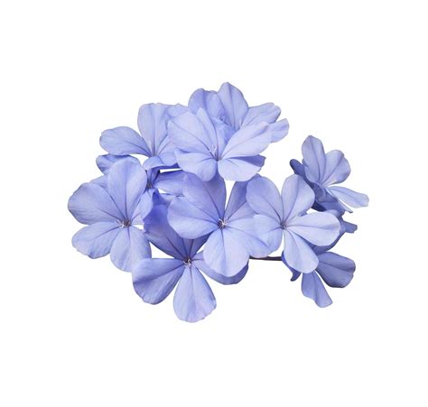 Beautiful blue flowers of Cape leadwort or Plumbago auriculata tree ...