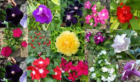 Easy Garden Flower Seeds Online - EasyGarden