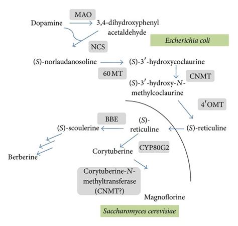 Benzylisoquinoline Alkaloid Biosynthetic Pathway Reconstructed In