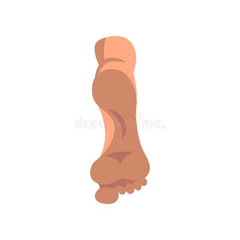 Right Human Foot White Background Stock Illustrations 198 Right Human