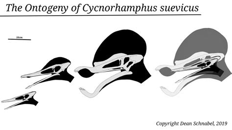 Skulls And Ontogeny Of Cycnorhamphus By Sassypaleonerd On Deviantart