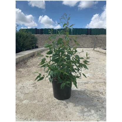 Roter Eukalyptus Busch Eucalyptus camaldulensis Topf Ø ca 30 cm kaufen