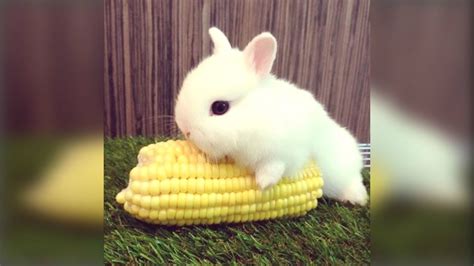 Cute Rabbit - Funny And Cute Bunny Videos Compilation Of Rabbits - NEW ...