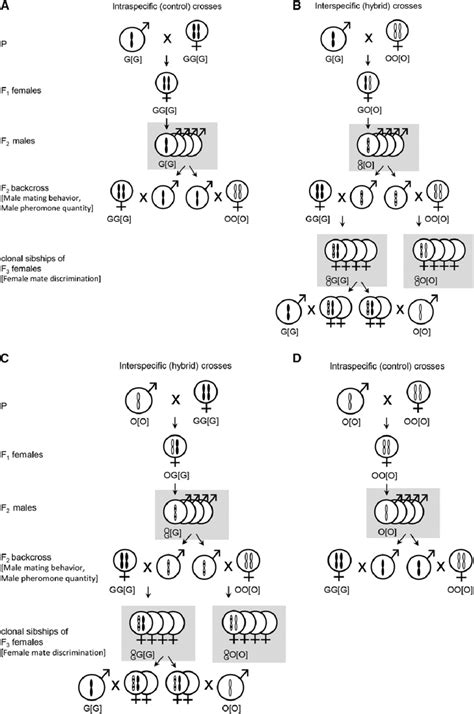 Experimental Design Reciprocal Intraspecific And Interspecific Crosses