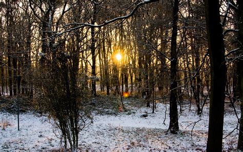 Wallpaper Sunlight Landscape Forest Sunset Nature Reflection