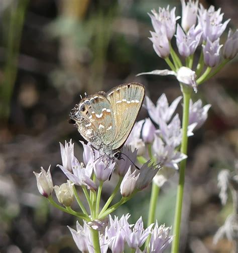 Juniper Hairstreak From Lime Creek Rd Leander TX US On April 01