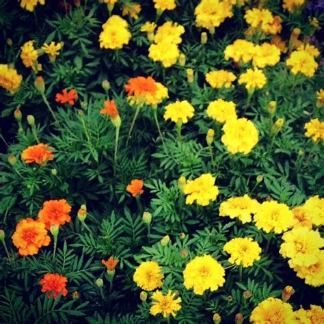 Marigolds Perennials Marigold