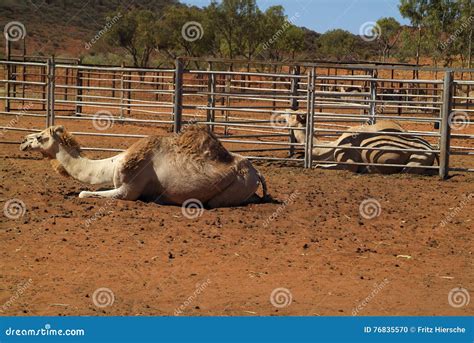 Australia, camel farm stock photo. Image of australia - 76835570