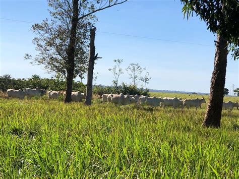 Sítio à venda 80 hectares em Nova Mutum MT por R 1 500 000 00