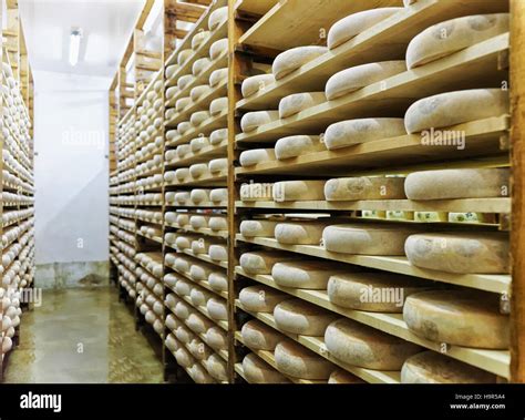 Wheels Of Aging Cheese On Wooden Shelves At Maturing Cellar In Franche