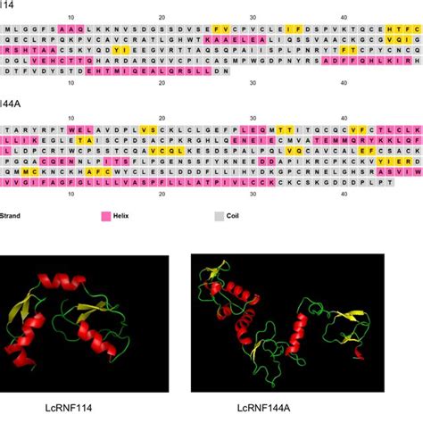 A Secondary Structure Prediction Of LcRNF114 And LcRNF144A Proteins