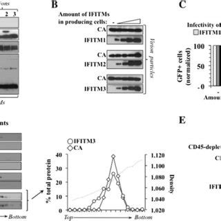 Ifitms Partly Co Localize With Hiv Gag In Virus Producing Cells And