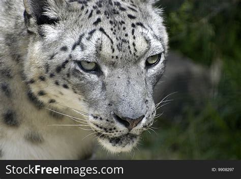 Snow Leopard Panthera Uncia Free Stock Photos Stockfreeimages