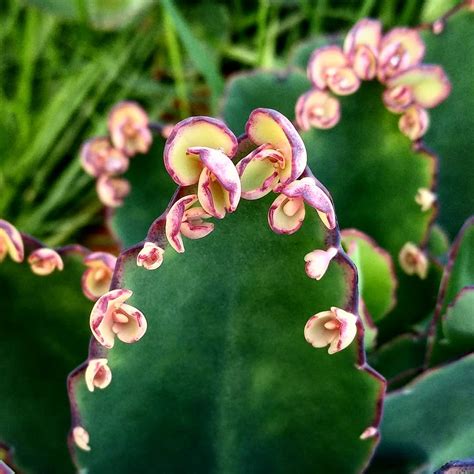 Kalanchoe Care And Growing Guide Plantcarefully