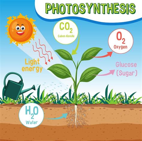 Diagrama De La Fotos Ntesis Para La Educaci N En Biolog A Y Ciencias De