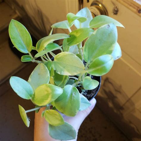 Peperomia Orba Variegata Variegated Teardrop Peperomia In Gardentags