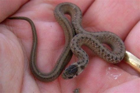 PA HERP IDENTIFICATION » Northern Brownsnake