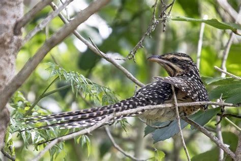 Long Tailed Cuckoo A Long Tailed Cuckoo Or Koekoeā Popped Flickr