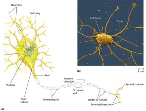 Signal Transduction II Neuronal Signalling Flashcards Quizlet