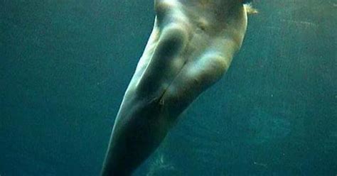 Stupid Sexy Beluga Whale Album On Imgur