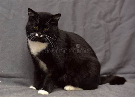 Black And White Cat Stock Image Image Of Domestic Expression 176039819