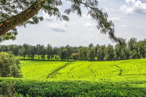 Premium Photo | Tea plantation in Ethiopia