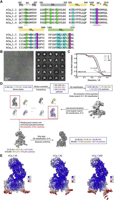 Structural Basis For The Severe Adverse Interaction Of Sofosbuvir And