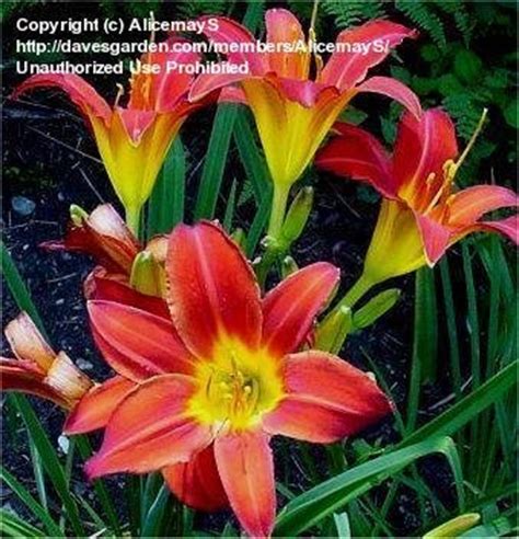 Plantfiles Pictures Daylily Crimson Pirate Hemerocallis By Montsho