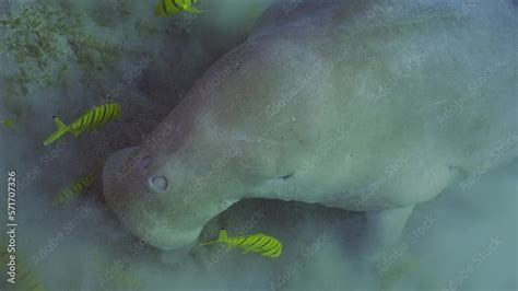 Slow Motion Dugong Grazes On The Seabed And Swim Up Top View Sea Cow