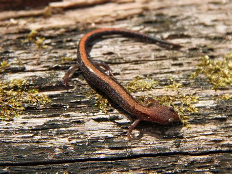 Southern Redback Salamander Facts And Pictures