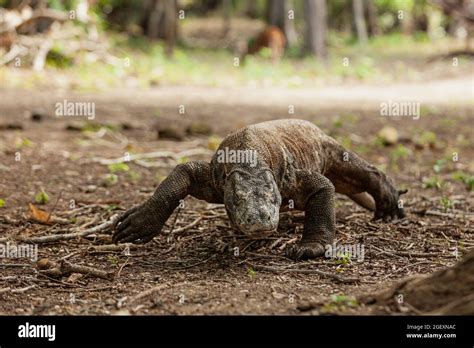 Dragón Komodo caminando con su lengua bifurcada hacia fuera Fotografía