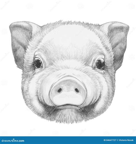 How To Draw A Pig Face Realistic