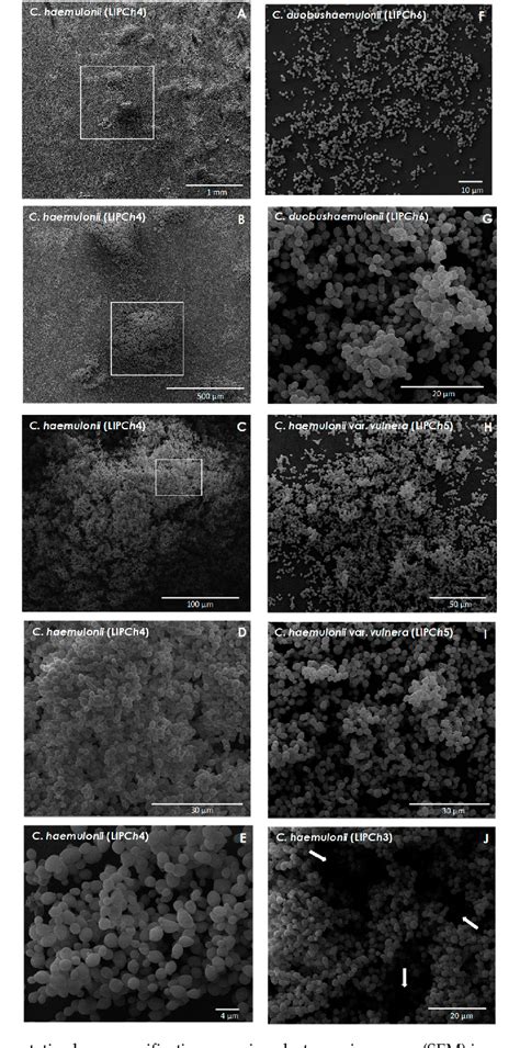 Table 1 From Biofilm Formed By Candida Haemulonii Species Complex