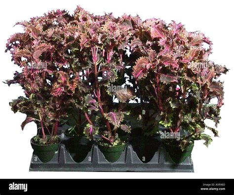 Coleus Annuals Lamiaceae Painted Nettle Plant Plants Stock Photo Alamy